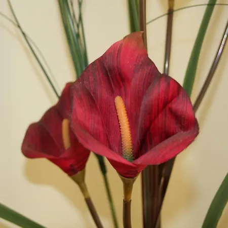 Bed & Breakfast Town Pisa