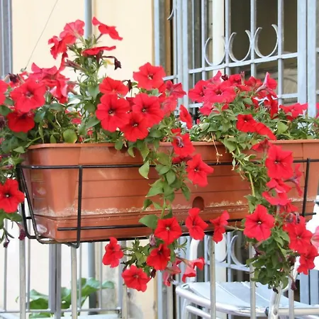 Town Bed and Breakfast Πίζα