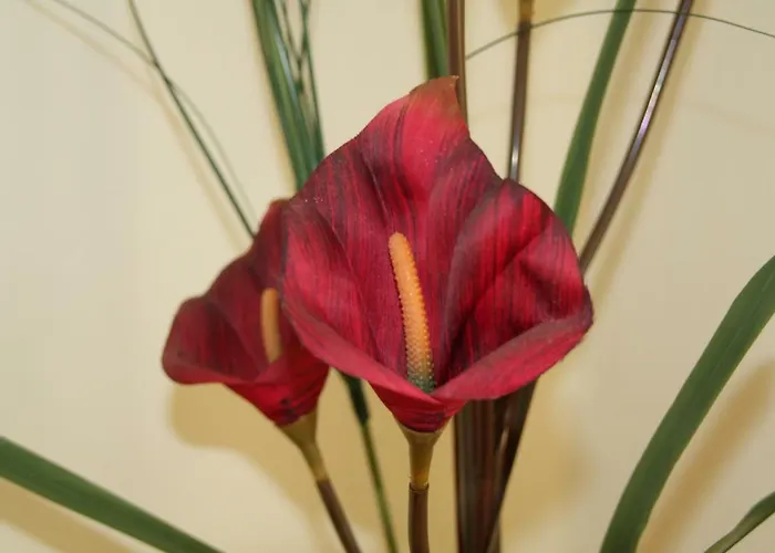 Bed & Breakfast Town Pisa