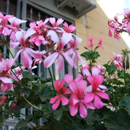 ベッド・アンド・ブレックファスト Town ピサ